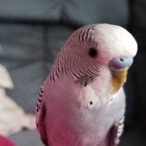 Meet your Posher, Elissa